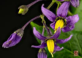 Attēlu rezultāti vaicājumam “Solanum dulcamara flower”