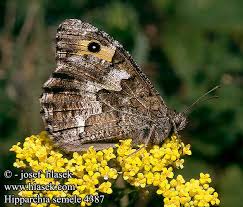 Attēlu rezultāti vaicājumam “Hipparchia semele”