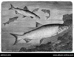 Image result for Coregonus albula