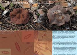 Attēlu rezultāti vaicājumam “Discina perlata”