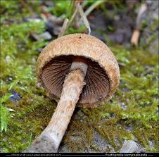 Attēlu rezultāti vaicājumam “Psathyrella lacrymabunda”