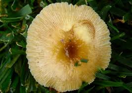 Attēlu rezultāti vaicājumam “Bolbitius vitellinus”