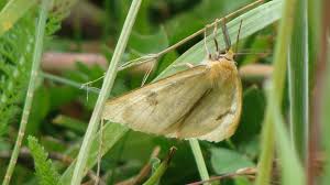 Attēlu rezultāti vaicājumam “Diacrisia sannio male”