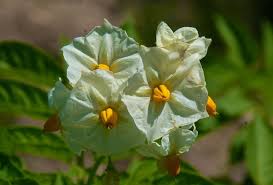 Attēlu rezultāti vaicājumam “Solanum tuberosum flower”