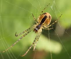 Attēlu rezultāti vaicājumam “Metellina segmentata”