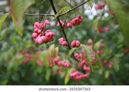Attēlu rezultāti vaicājumam “Euonymus verrucosus”