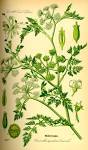 File:Illustration <b>Oenanthe</b>
