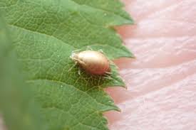 Attēlu rezultāti vaicājumam “Diplolepis bicolor”