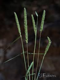 Attēlu rezultāti vaicājumam “Phleum phleoides”