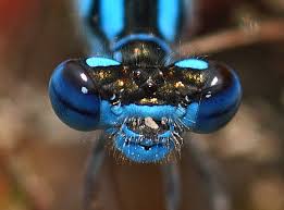 Attēlu rezultāti vaicājumam “Enallagma cyathigerum”