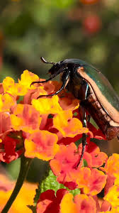 Attēlu rezultāti vaicājumam “Exoprosopa capucina”