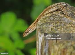 Attēlu rezultāti vaicājumam “Lacerta vivipara female”