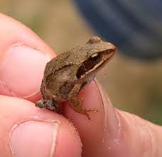 Attēlu rezultāti vaicājumam “Rana temporaria adult”