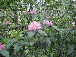 Attēlu rezultāti vaicājumam “rhododendron”