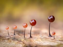 Attēlu rezultāti vaicājumam “Comatricha sp.”