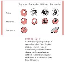 Attēlu rezultāti vaicājumam “Enteridium variabile plasmodium”