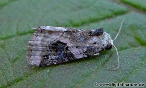 Attēlu rezultāti vaicājumam “Pseudeustrotia candidula”