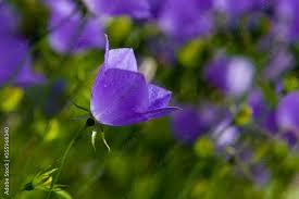 Image result for Campanula isophylla