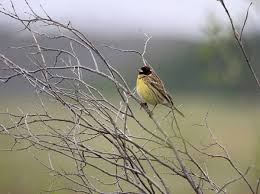 Image result for Emberiza aureola