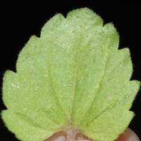 Attēlu rezultāti vaicājumam “Veronica persica leaf”