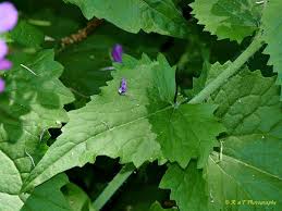 Attēlu rezultāti vaicājumam “Lunaria annua leaf”