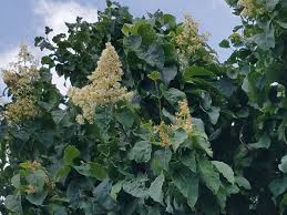 Attēlu rezultāti vaicājumam “Syringa reticulata subsp. amurensis leaf”