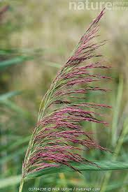 Attēlu rezultāti vaicājumam “Phragmites communis flower”