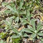 Attēlu rezultāti vaicājumam “Antennaria dioica leaf”