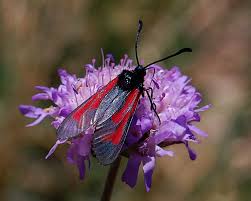 Attēlu rezultāti vaicājumam “Zygaena minos”