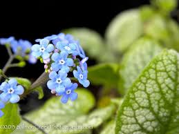 Image result for Brunnera `Jack Frost`