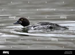 Attēlu rezultāti vaicājumam “Bucephala clangula juvenile”