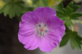 Attēlu rezultāti vaicājumam “Geranium sanguineum”