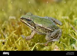 Attēlu rezultāti vaicājumam “Pelophylax adult”