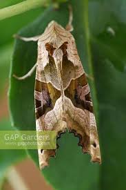 Attēlu rezultāti vaicājumam “Phlogophora meticulosa”