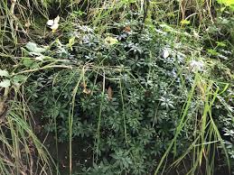 Attēlu rezultāti vaicājumam “Galium album fruit”