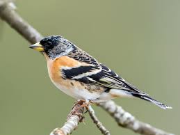 Attēlu rezultāti vaicājumam “Fringilla montifringilla”