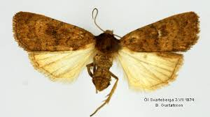 Attēlu rezultāti vaicājumam “Caradrina morpheus”