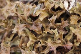 Attēlu rezultāti vaicājumam “Cribraria costata spores”