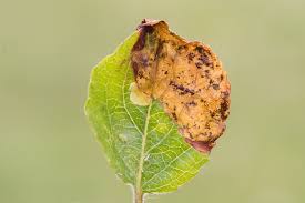 Attēlu rezultāti vaicājumam “Yponomeuta malinellus / cagnagella imago”