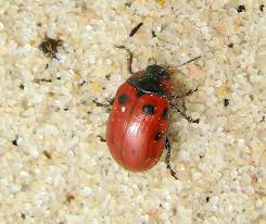 Attēlu rezultāti vaicājumam “Gonioctena viminalis”