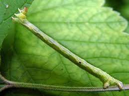 Attēlu rezultāti vaicājumam “Eulithis pyropata”