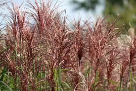 Attēlu rezultāti vaicājumam “Carex appropinquata”