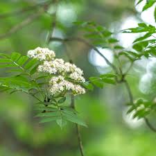 Attēlu rezultāti vaicājumam “Sorbus aucuparia flower”