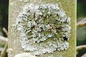 Attēlu rezultāti vaicājumam “Parmelina tiliacea”