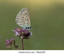 Attēlu rezultāti vaicājumam “Maculinea teleius underside”