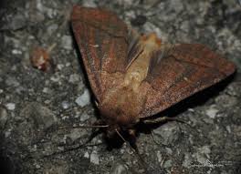 Attēlu rezultāti vaicājumam “Mythimna turca”