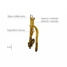 Attēlu rezultāti vaicājumam “Calocera viscosa”