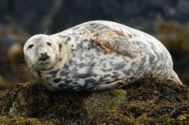 Image result for Halichoerus grypus