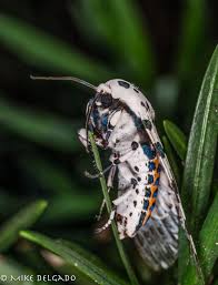 Attēlu rezultāti vaicājumam “Trichia longipalpis macro”