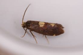 Attēlu rezultāti vaicājumam “Incurvaria oehlmanniella”